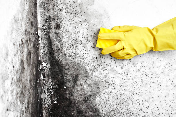 Best Commercial Mold Removal  in Monmouth, OR