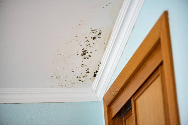 Best Emergency Mold Removal  in Monmouth, OR