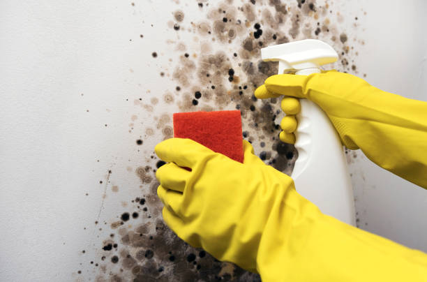 Mold Removal and Inspection in Monmouth, OR