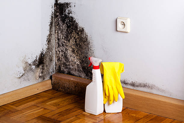 Best Commercial Mold Removal  in Monmouth, OR