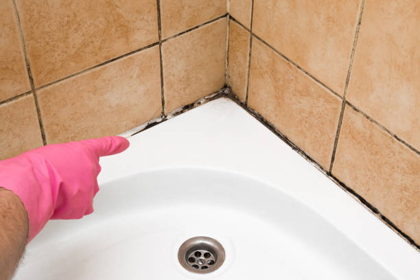 Best Same-Day Mold Removal  in Monmouth, OR